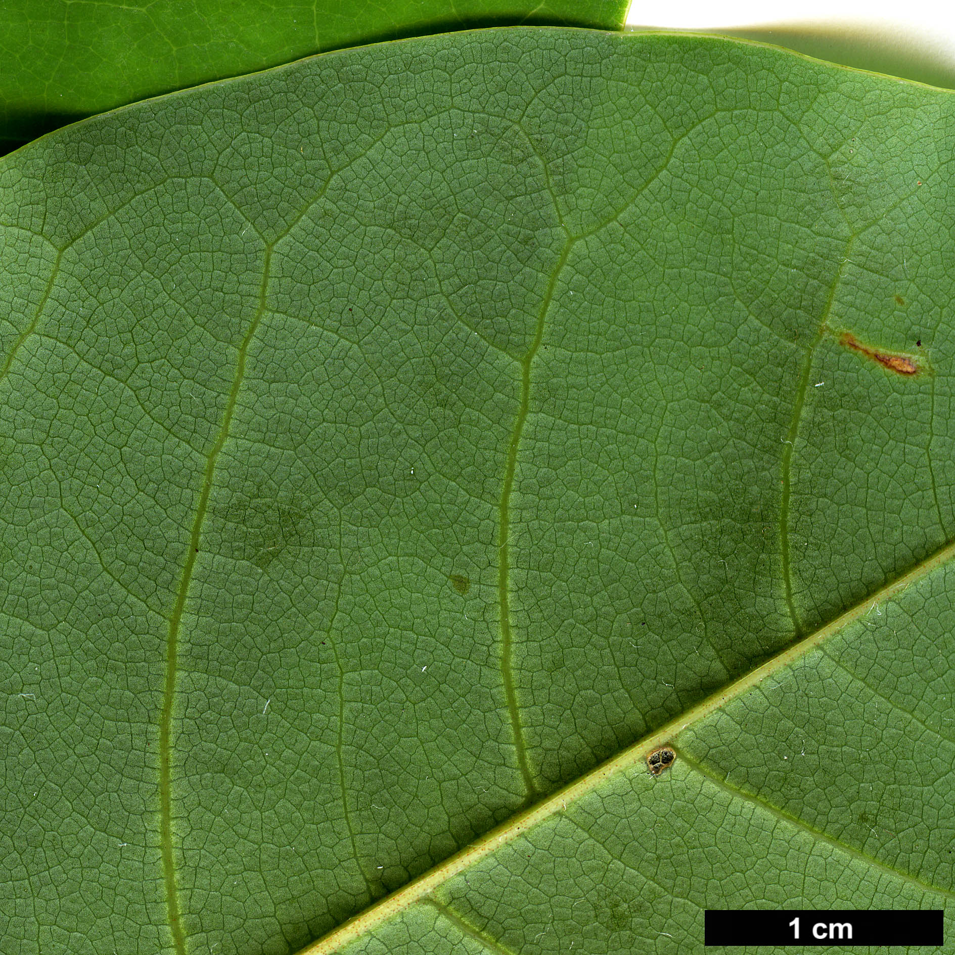 High resolution image: Family: Magnoliaceae - Genus: Magnolia - Taxon: poasana